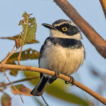 Western Black-headed Batis (image by Pete Morris)