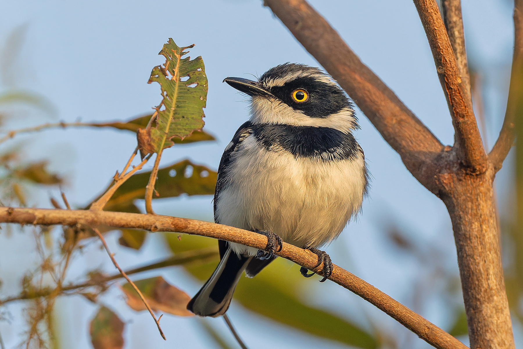 Western Black-headed Batis (image by Pete Morris)