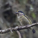 Western Tinkerbird (image by Pete Morris)