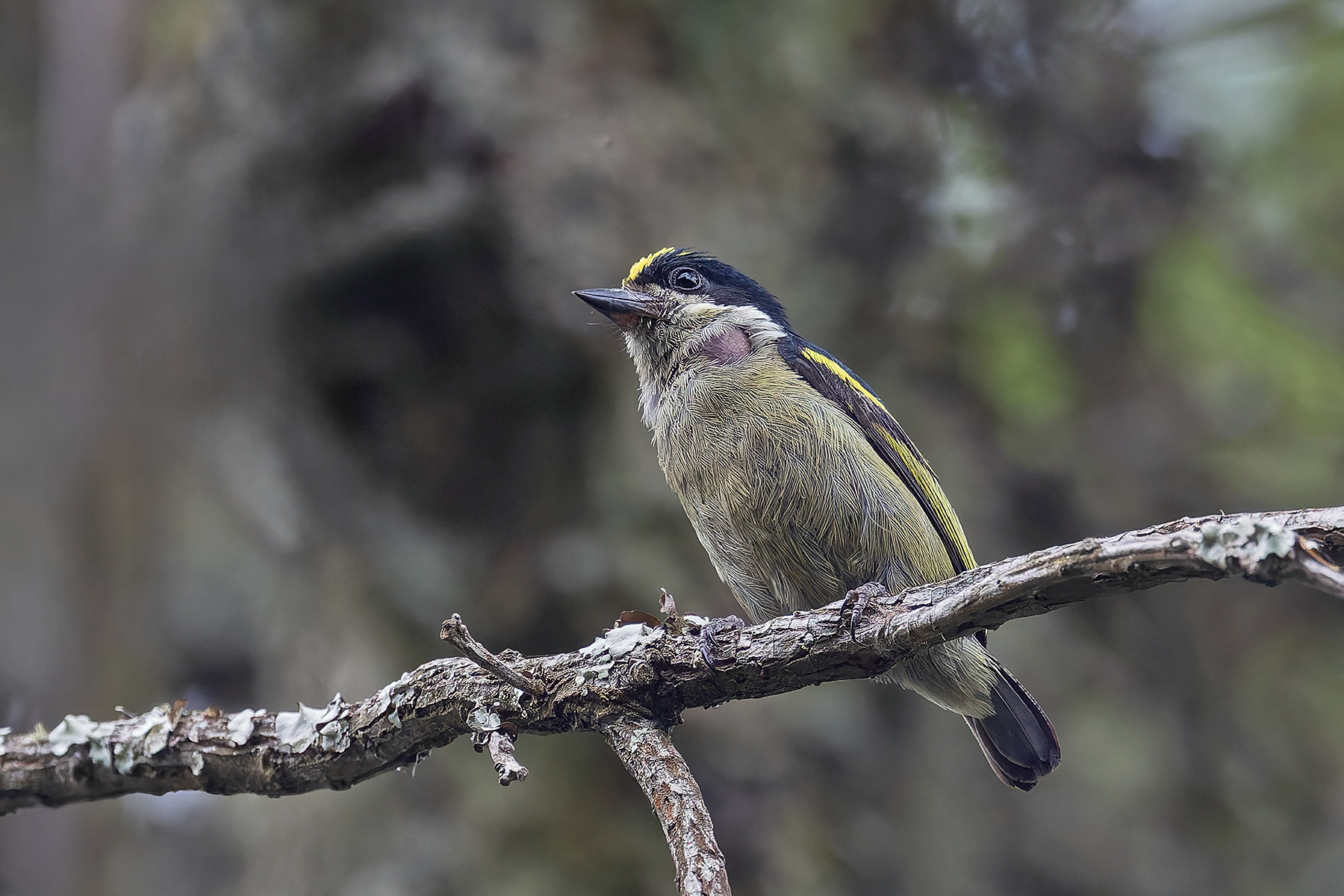 Western Tinkerbird (image by Pete Morris)