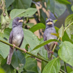 White-chinned Apalis (image by Pete Morris)