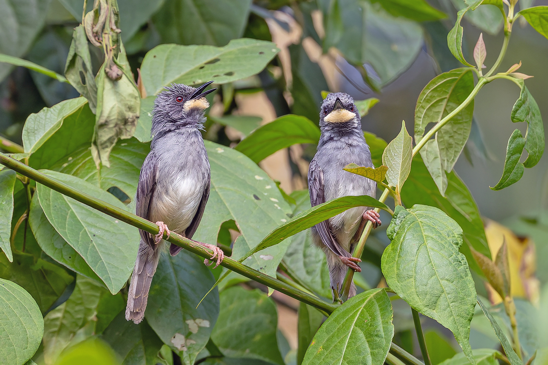 White-chinned Apalis (image by Pete Morris)