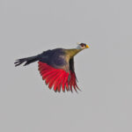 White-crested Turaco (image by Pete Morris)