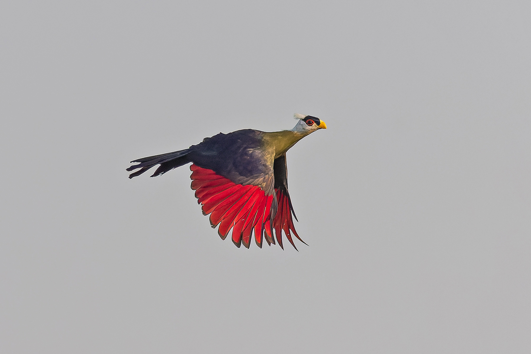 White-crested Turaco (image by Pete Morris)