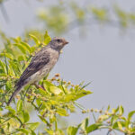 White-rumped Seedeater (image by Pete Morris)
