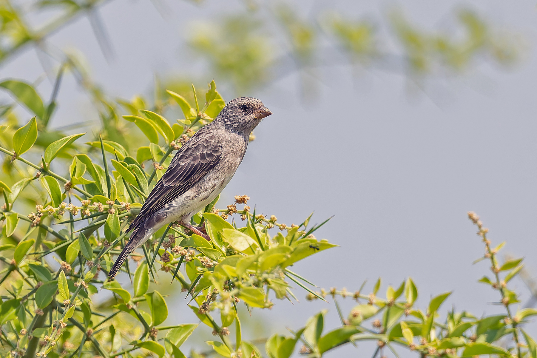 White-rumped Seedeater (image by Pete Morris)