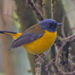 White-starred Robin (image by Pete Morris)