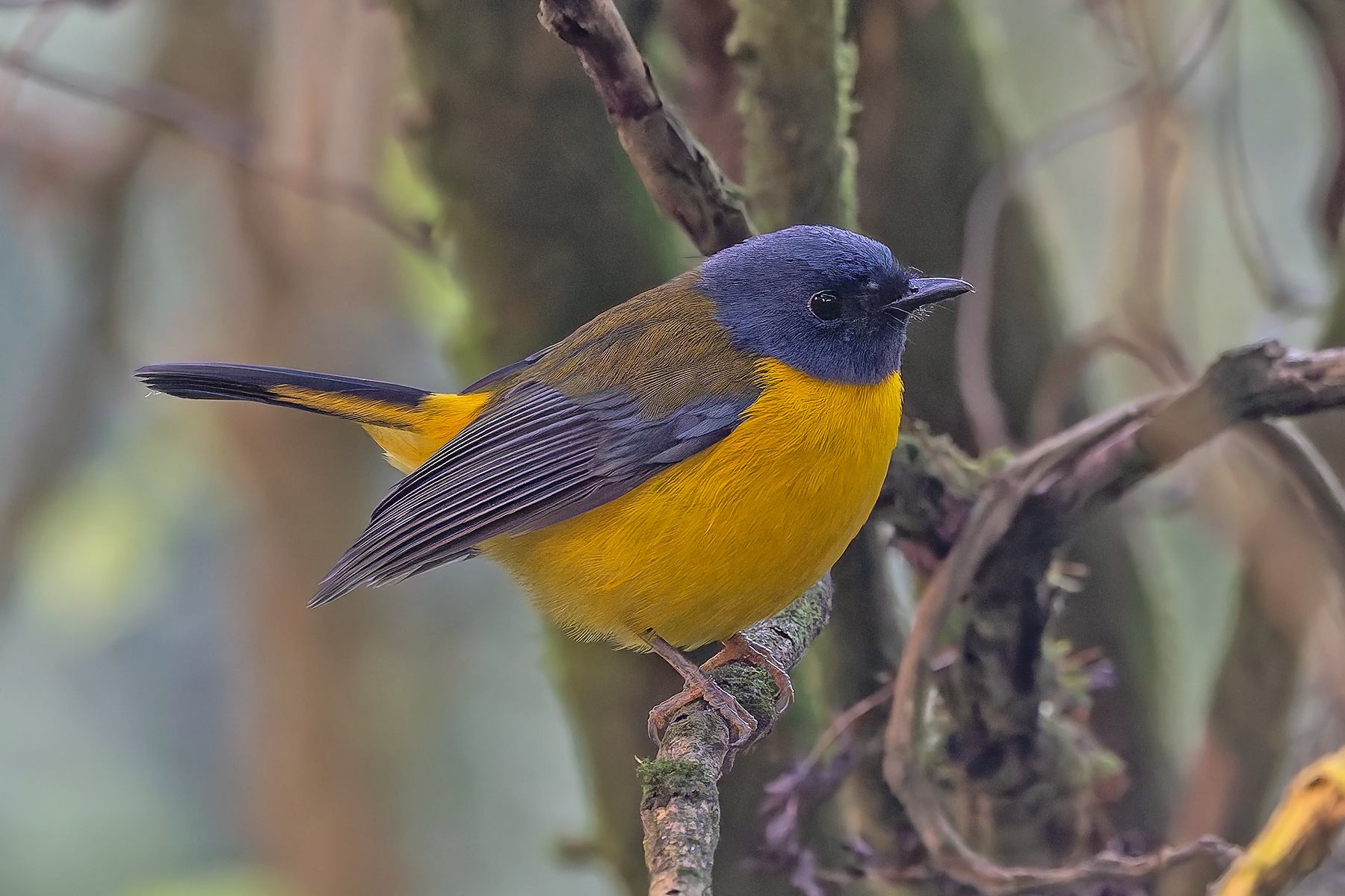 White-starred Robin (image by Pete Morris)