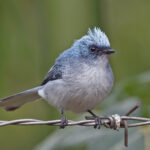 White-tailed Blue Flycatcher (image by Pete Morris)