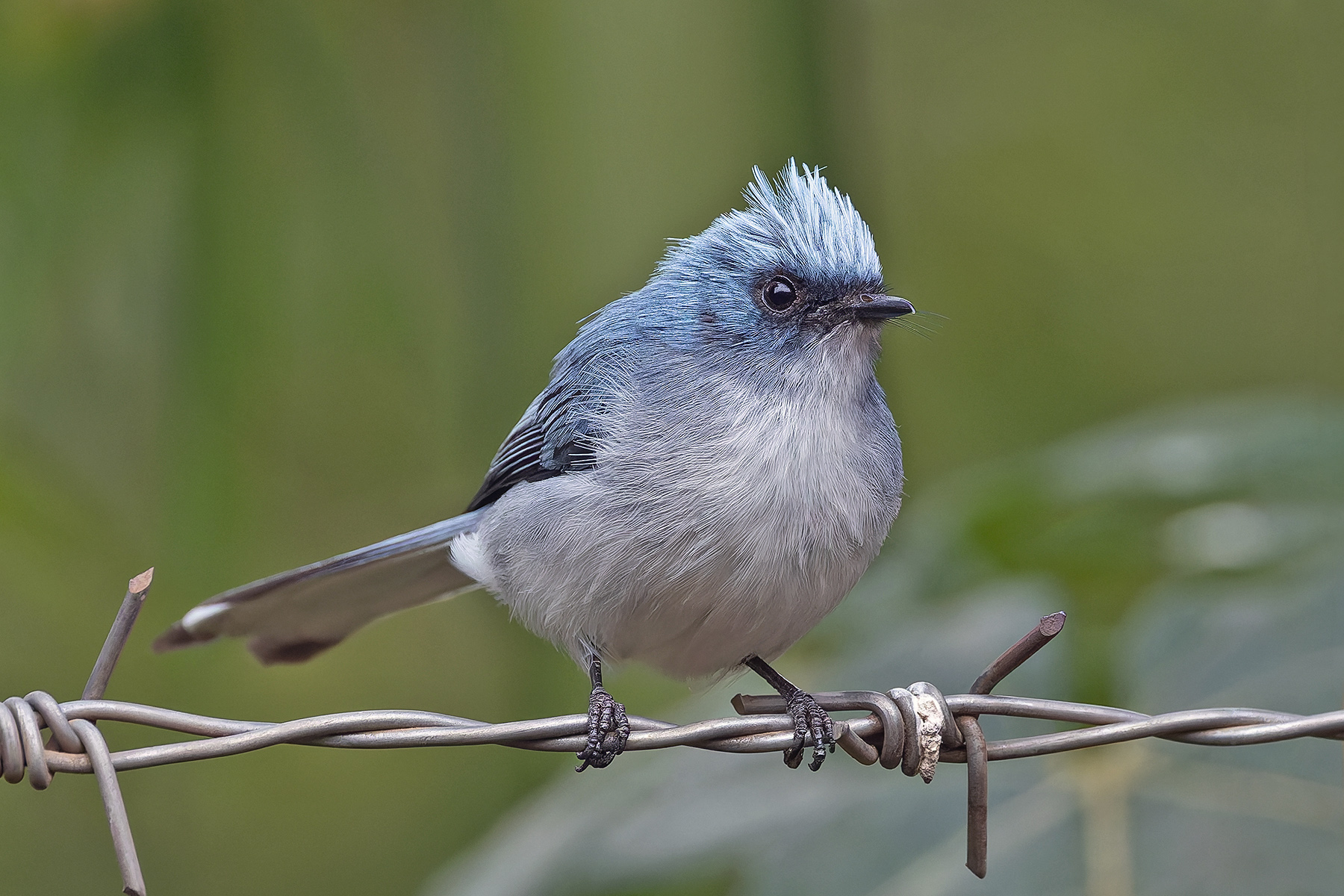 White-tailed Blue Flycatcher (image by Pete Morris)