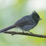 White-tailed Crested Flycatcher (image by Pete Morris)