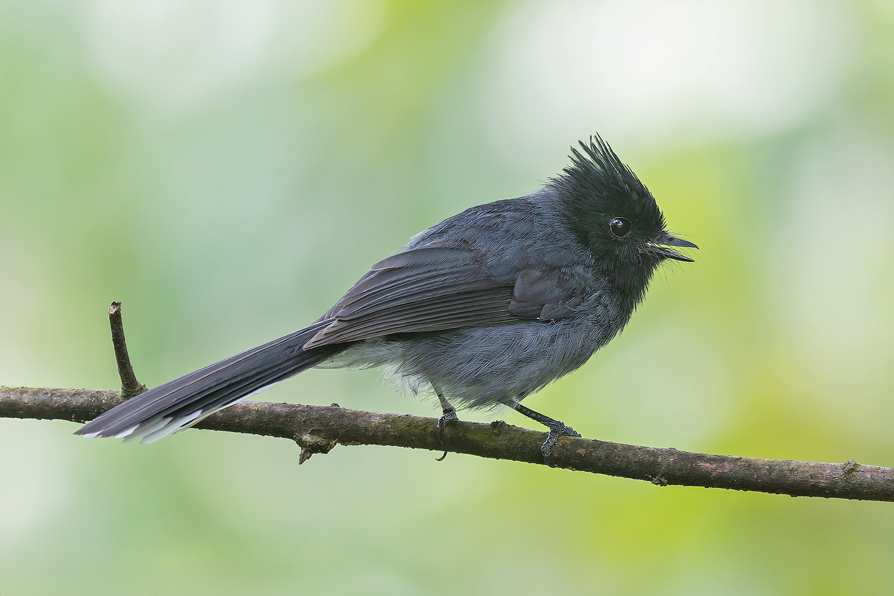 White-tailed Crested Flycatcher (image by Pete Morris)