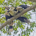 White-thighed Hornbills (image by Pete Morris)