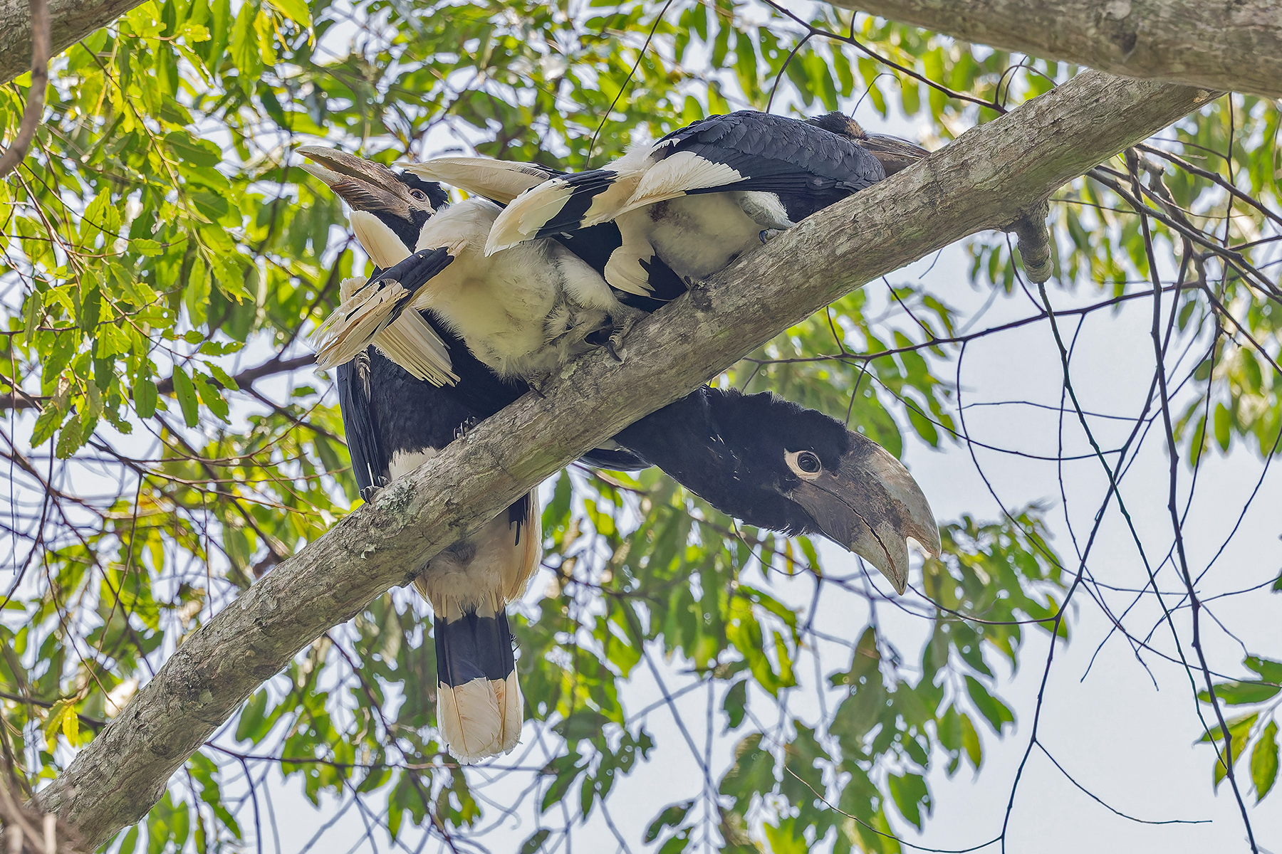 White-thighed Hornbills (image by Pete Morris)