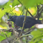 Willard's Sooty Boubou (image by Pete Morris)