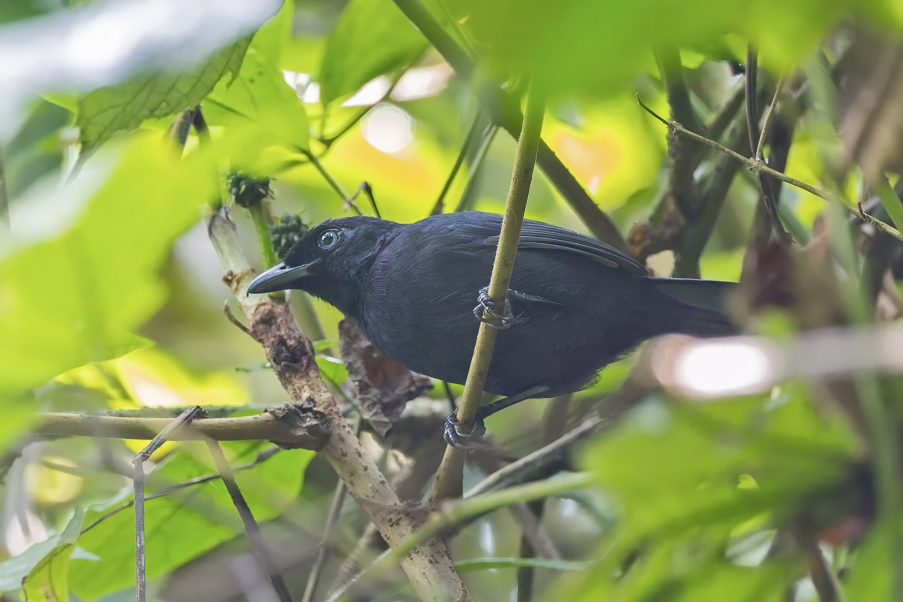 Willard's Sooty Boubou (image by Pete Morris)