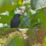 Yellow-eyed Black Flycatcher (image by Pete Morris)