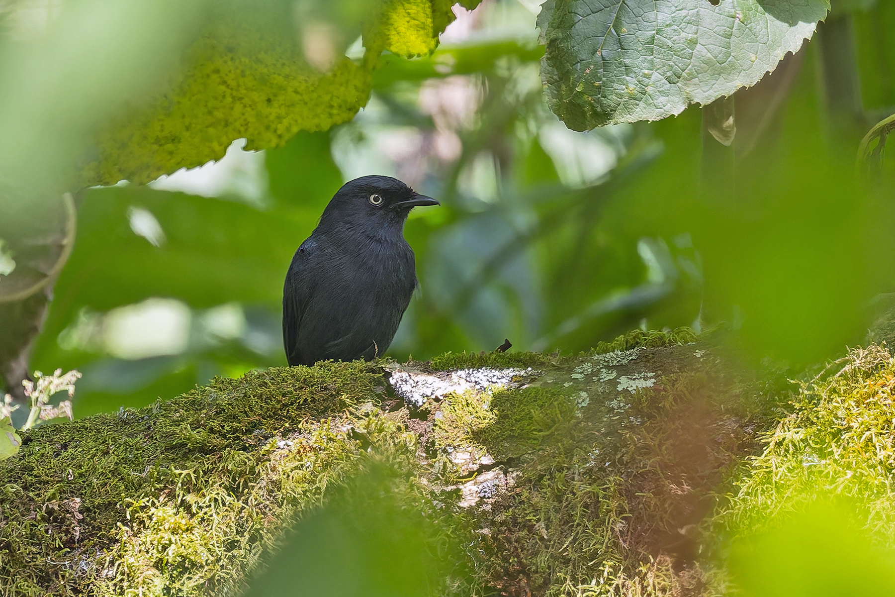 Yellow-eyed Black Flycatcher (image by Pete Morris)