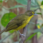 Yellow-eyed Bristlebill (image by Pete Morris)