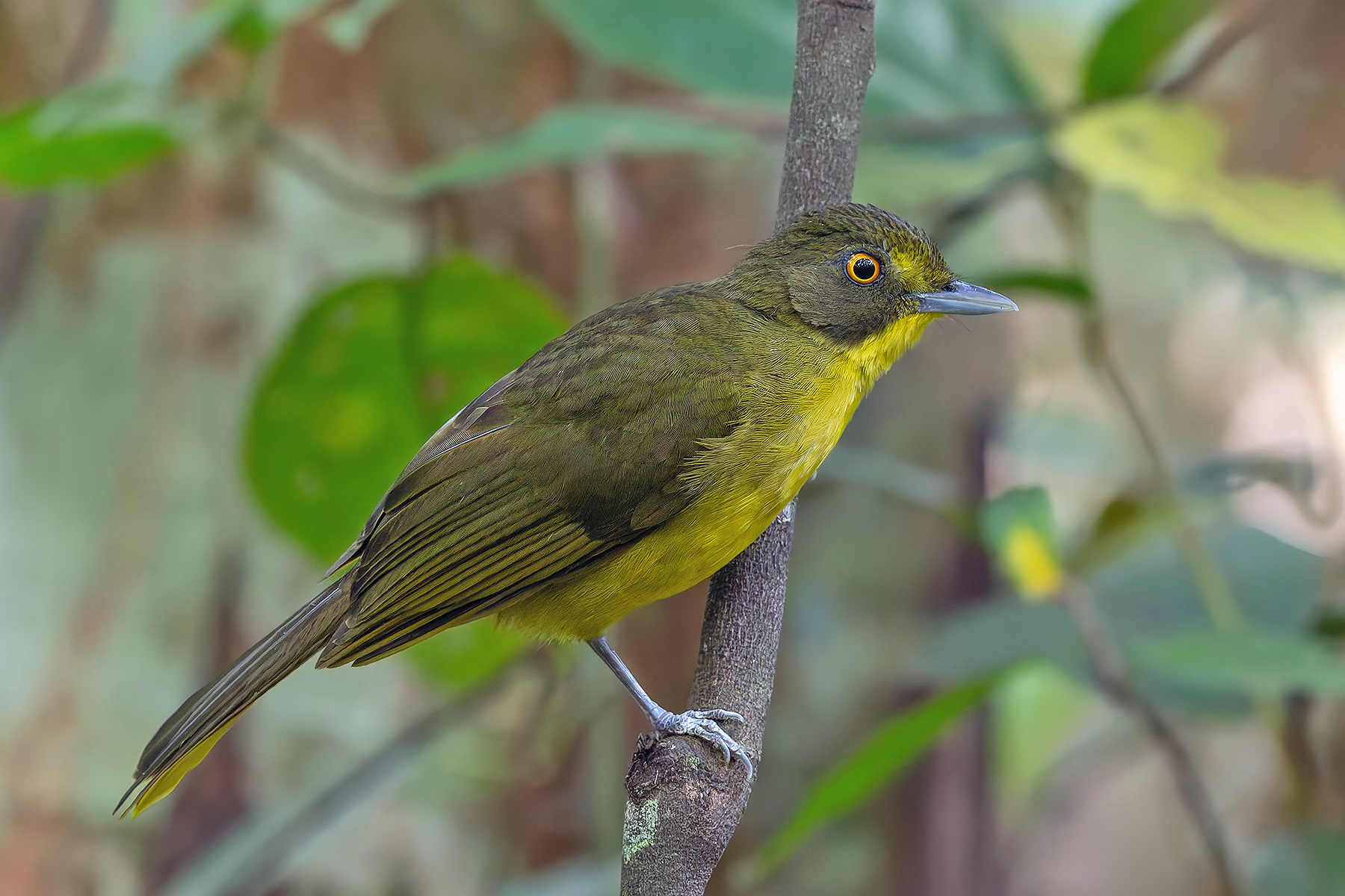 Yellow-eyed Bristlebill (image by Pete Morris)