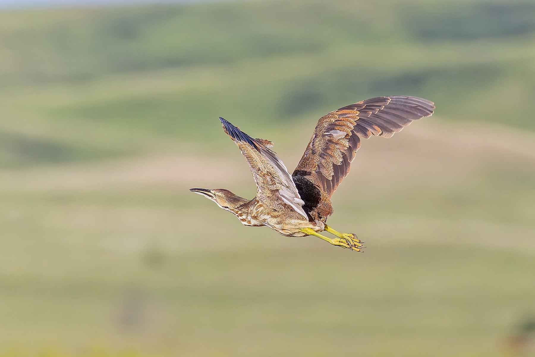 American Bittern (image by Pete Morris)