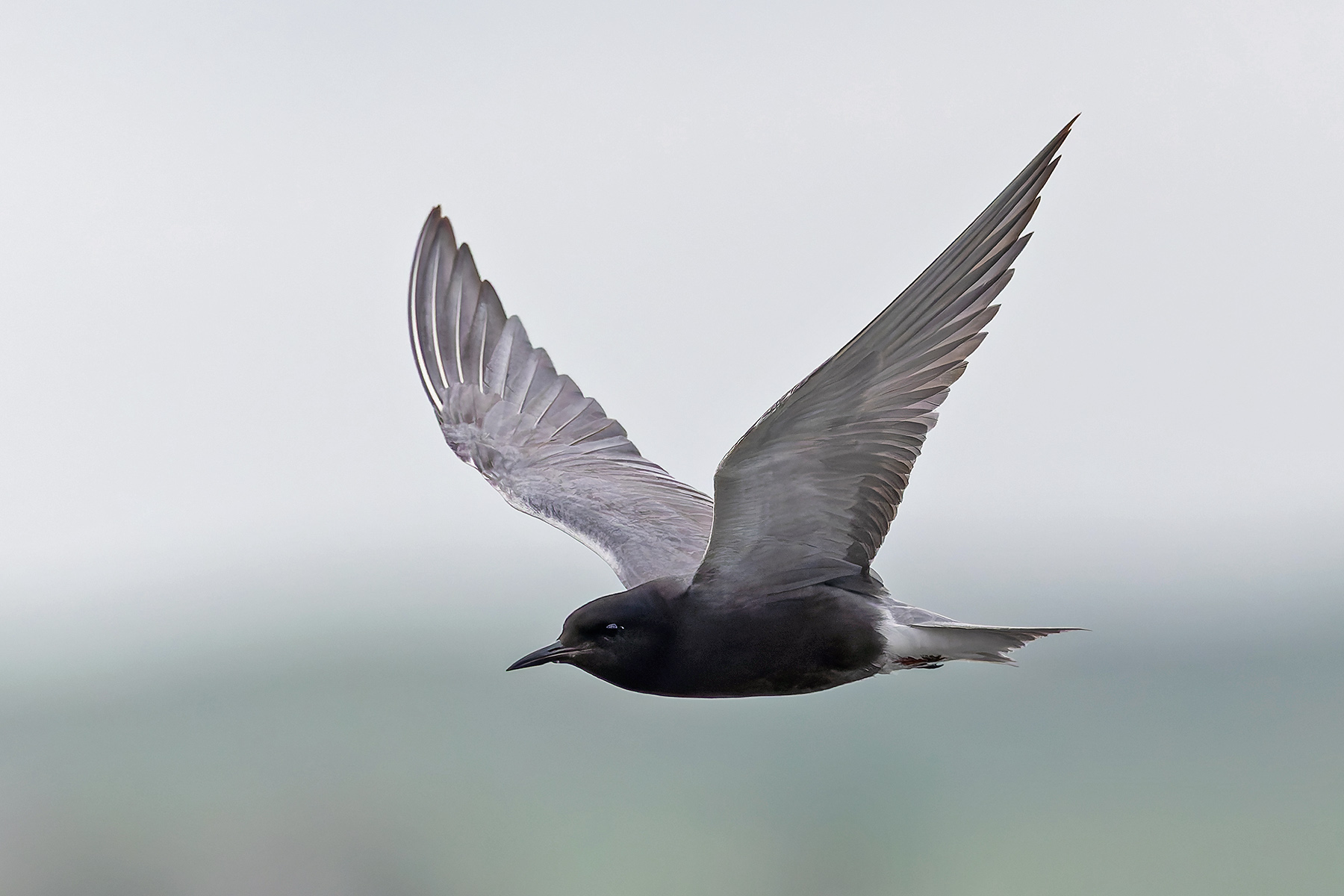 American Black Tern (image by Pete Morris)