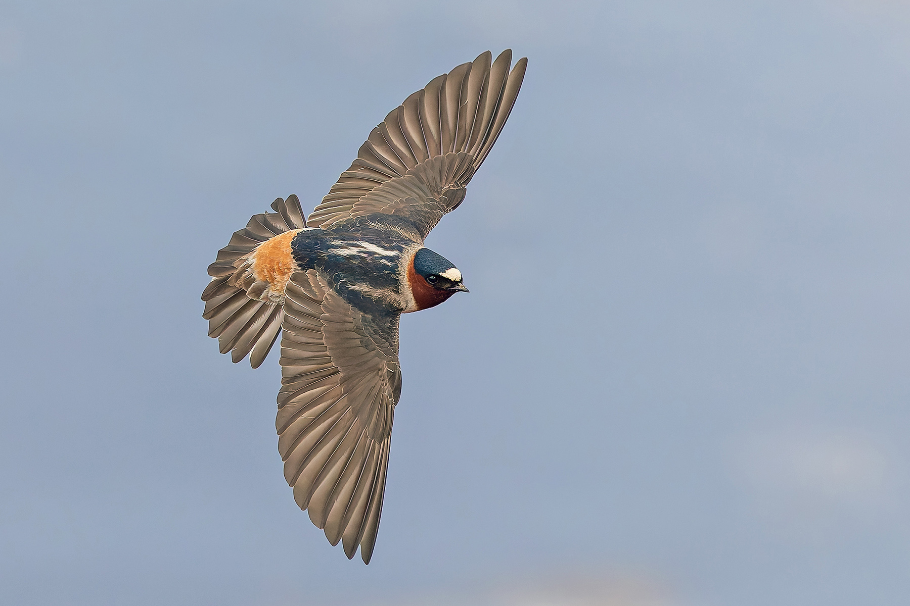 American Cliff Swallow (image by Pete Morris)