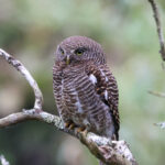 Asian Barred Owlet (image by Hannu Jännes)