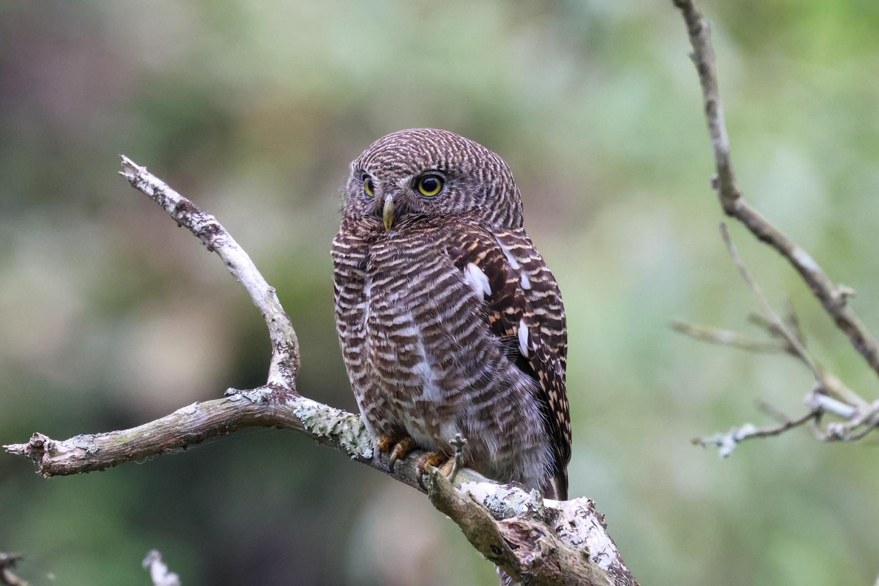 Asian Barred Owlet (image by Hannu Jännes)