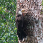 Austen's Brown Hornbill (image by Hannu Jännes)