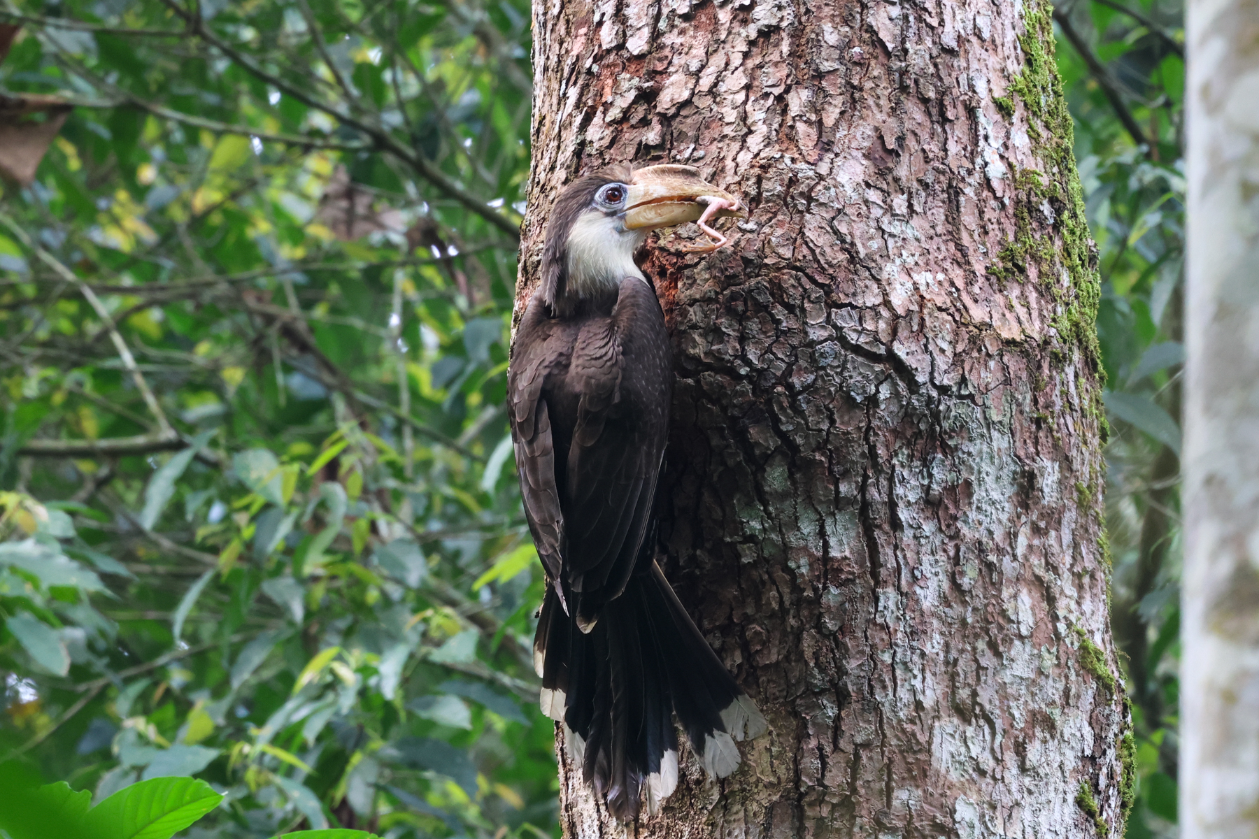 Austen's Brown Hornbill (image by Hannu Jännes)