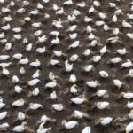 Australasian Gannets (image by Jeffrey Higgott)