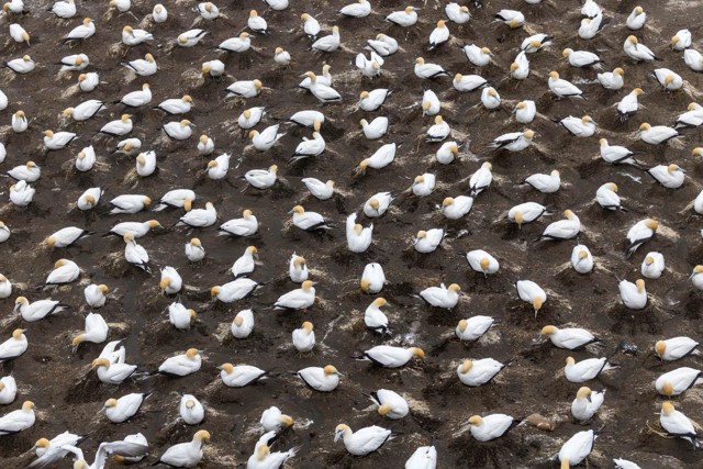Australasian Gannets (image by Jeffrey Higgott)