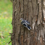 Azure Tit (image by Hannu Jännes)