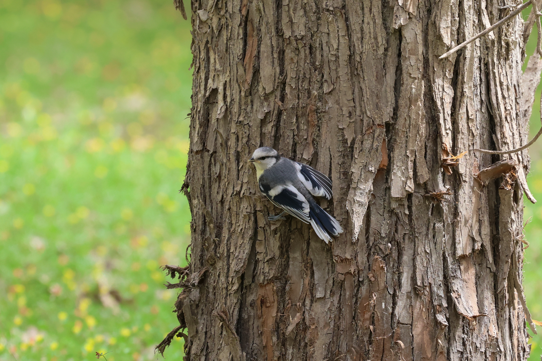 Azure Tit (image by Hannu Jännes)