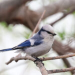 Azure Tit (image by Hannu Jännes)