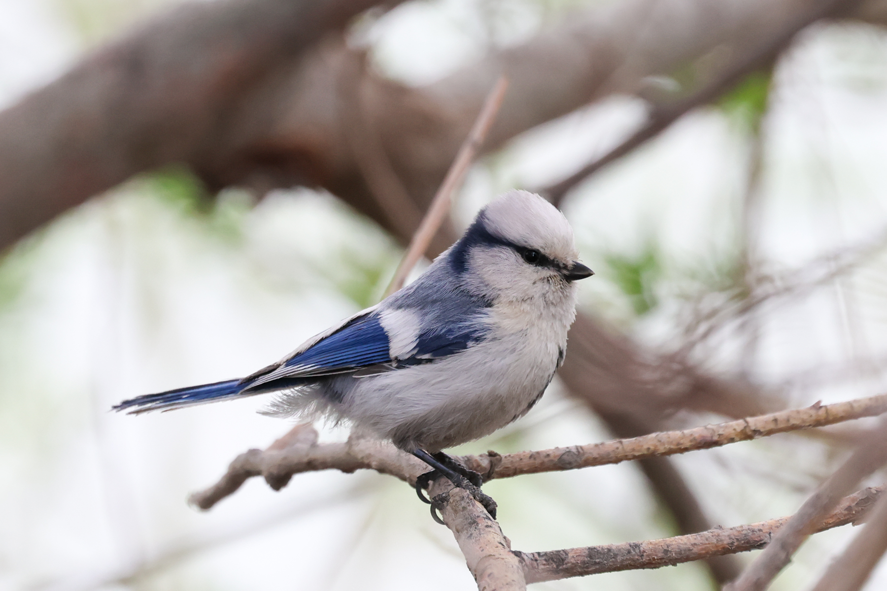 Azure Tit (image by Hannu Jännes)