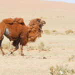 Bactrian Camels (image by Hannu Jännes)