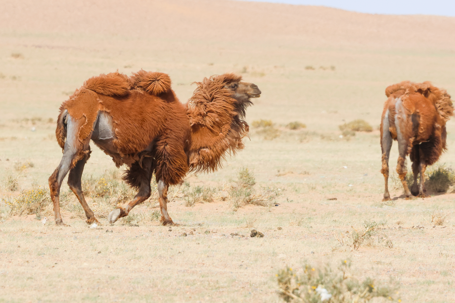 Bactrian Camels (image by Hannu Jännes)