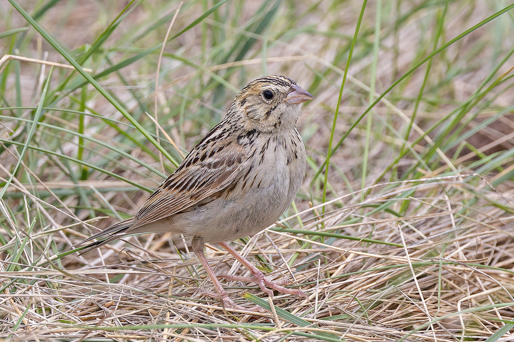 Baird's Sparrow (image by Pete Morris)