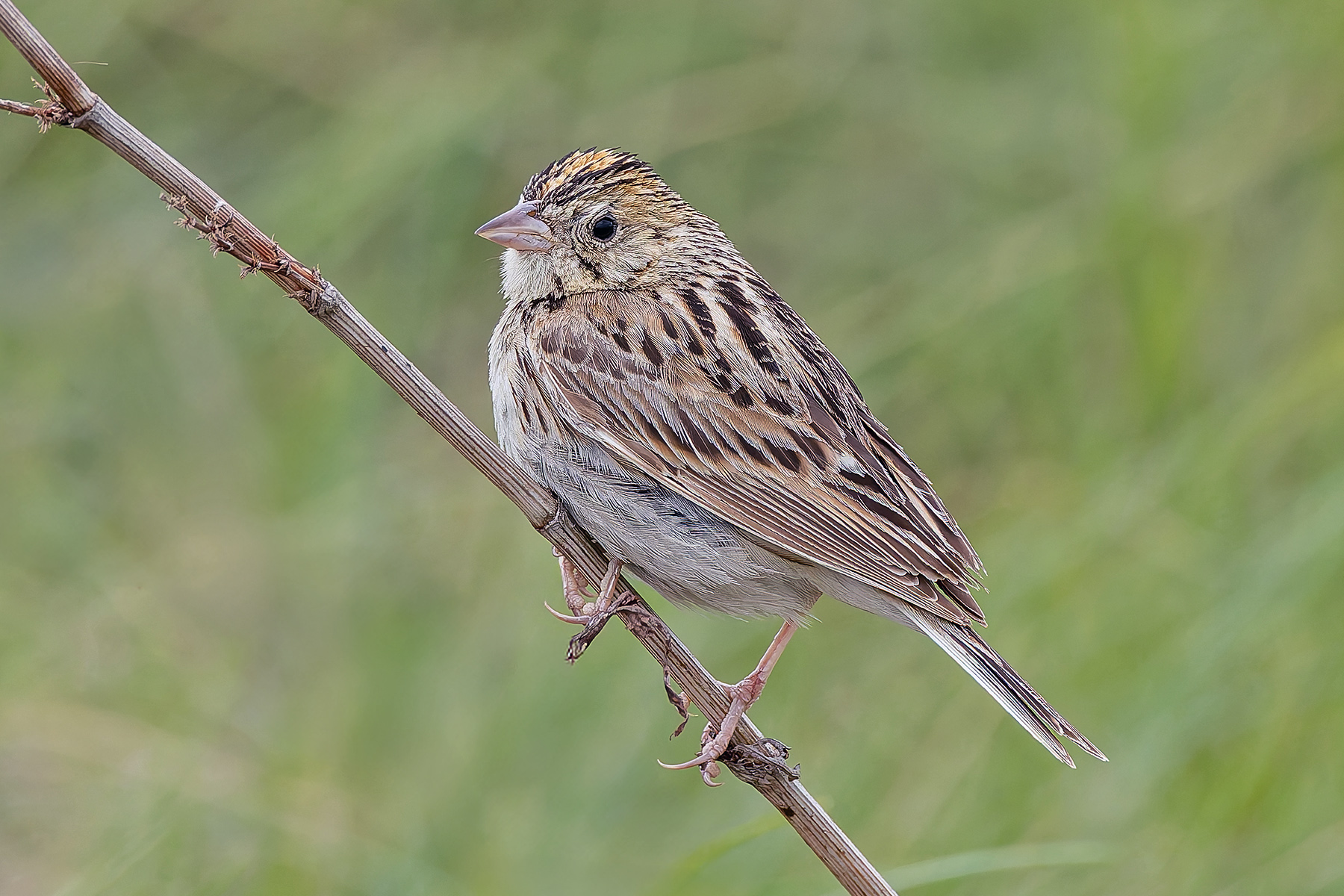 Baird's Sparrow (image by Pete Morris)