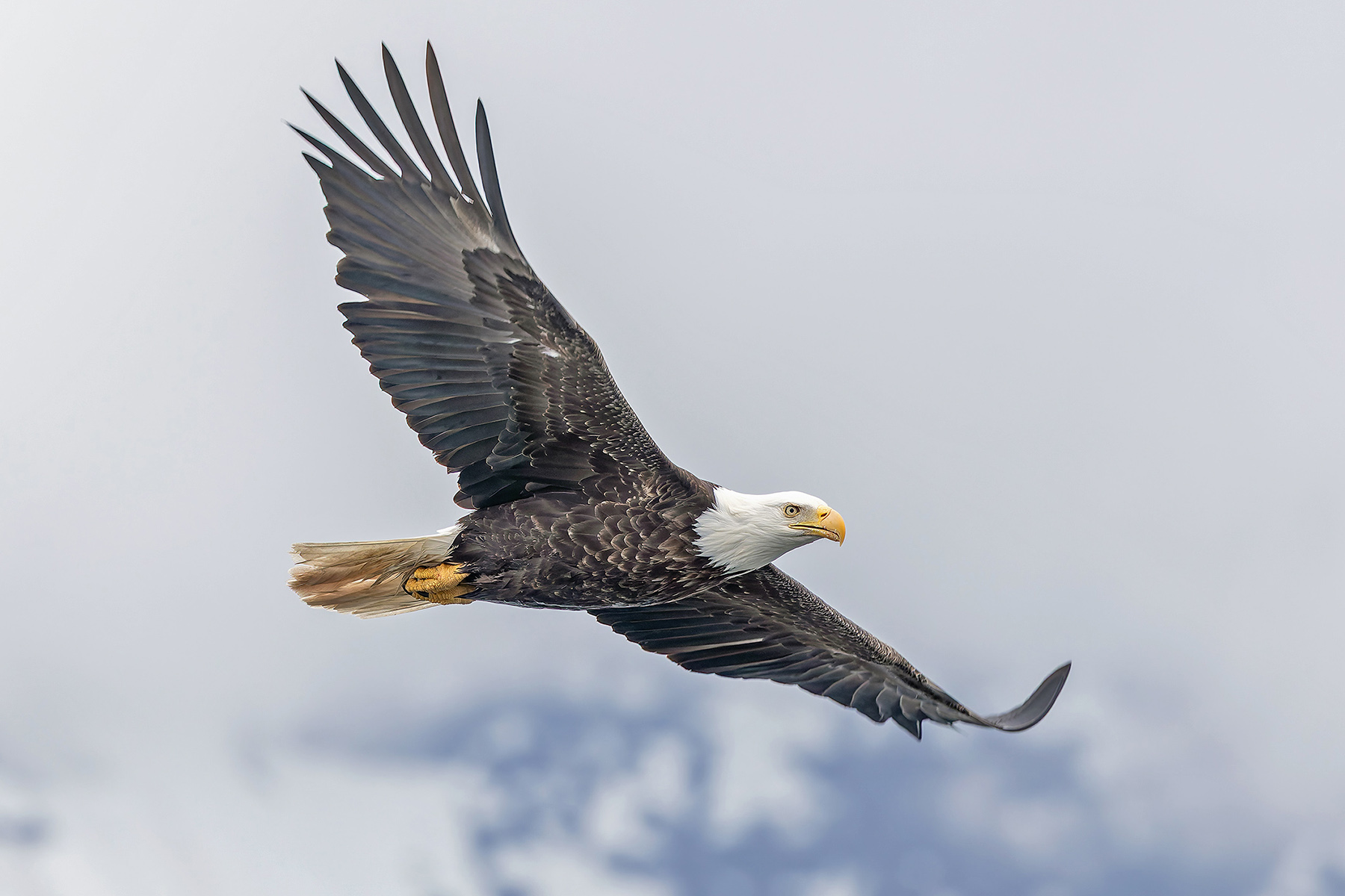 Bald Eagle (image by Pete Morris)