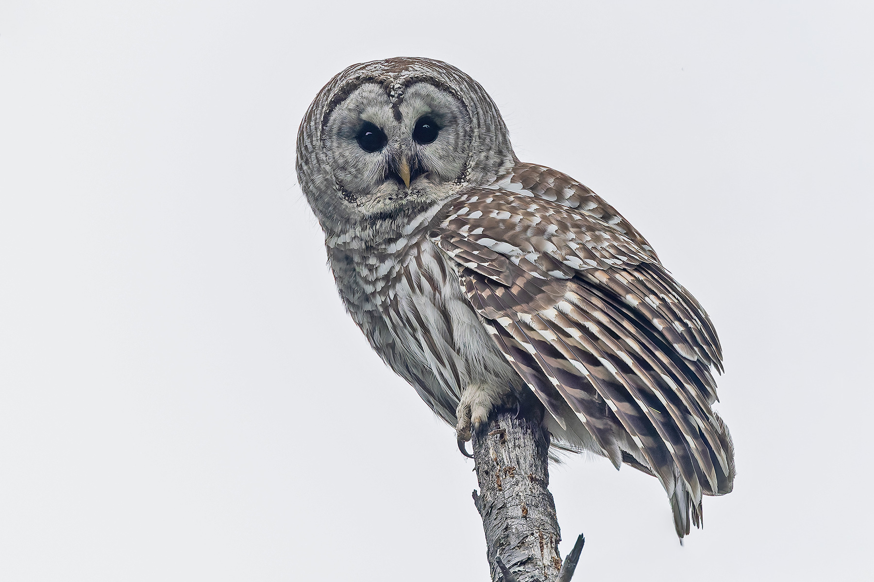 Barred Owl (image by Pete Morris)