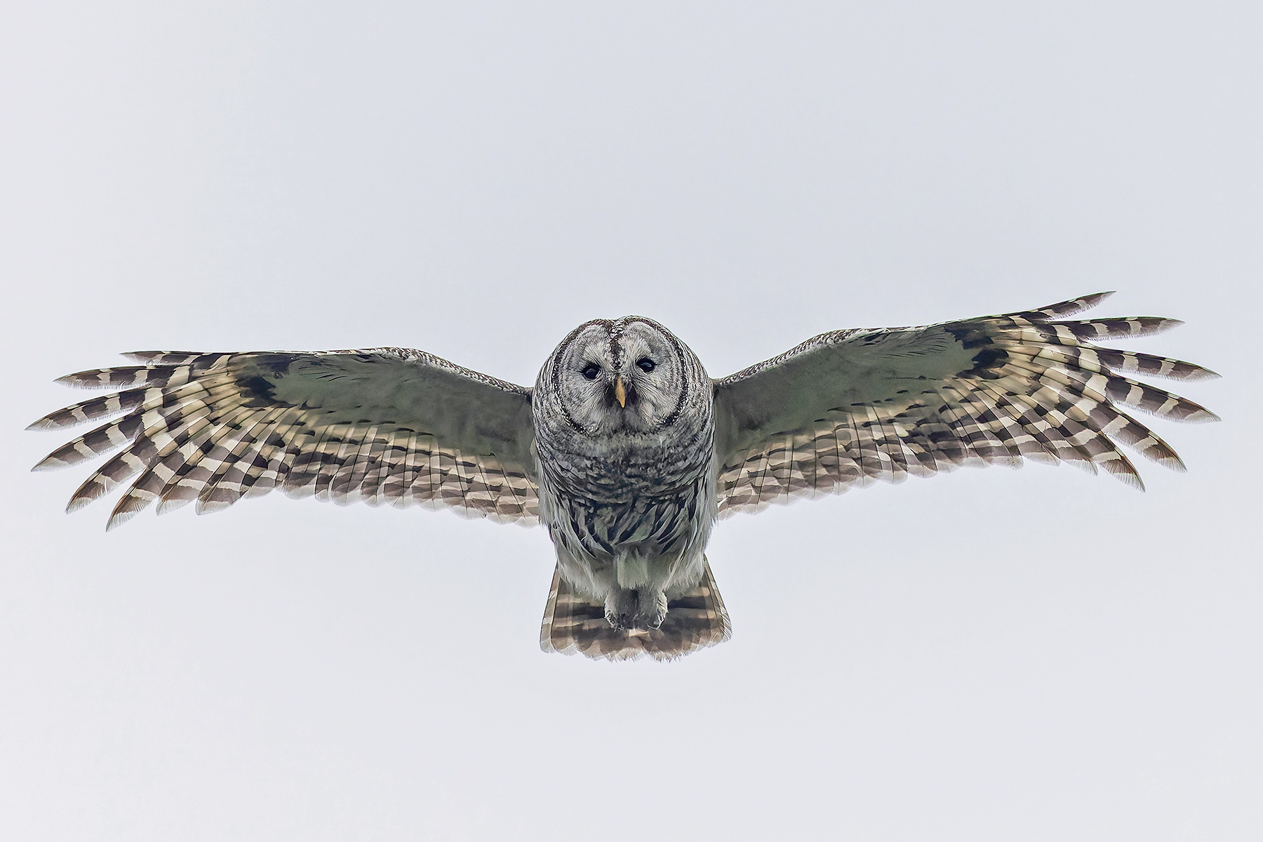 Barred Owl (image by Pete Morris)