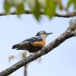 Beautiful Nuthatch (image by Hannu Jännes)