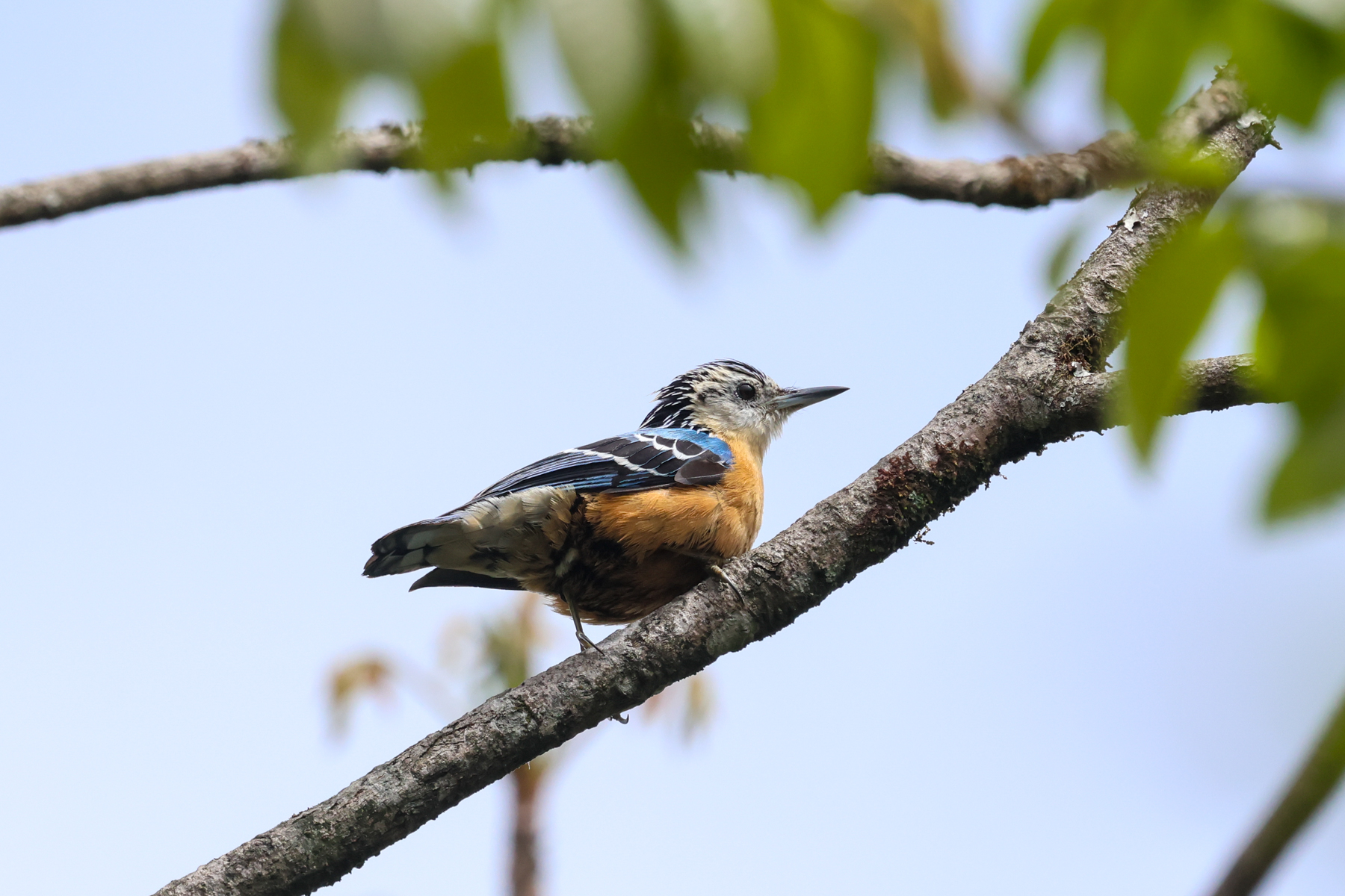 Beautiful Nuthatch (image by Hannu Jännes)