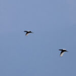 Bengal Floricans (image by Hannu Jännes)