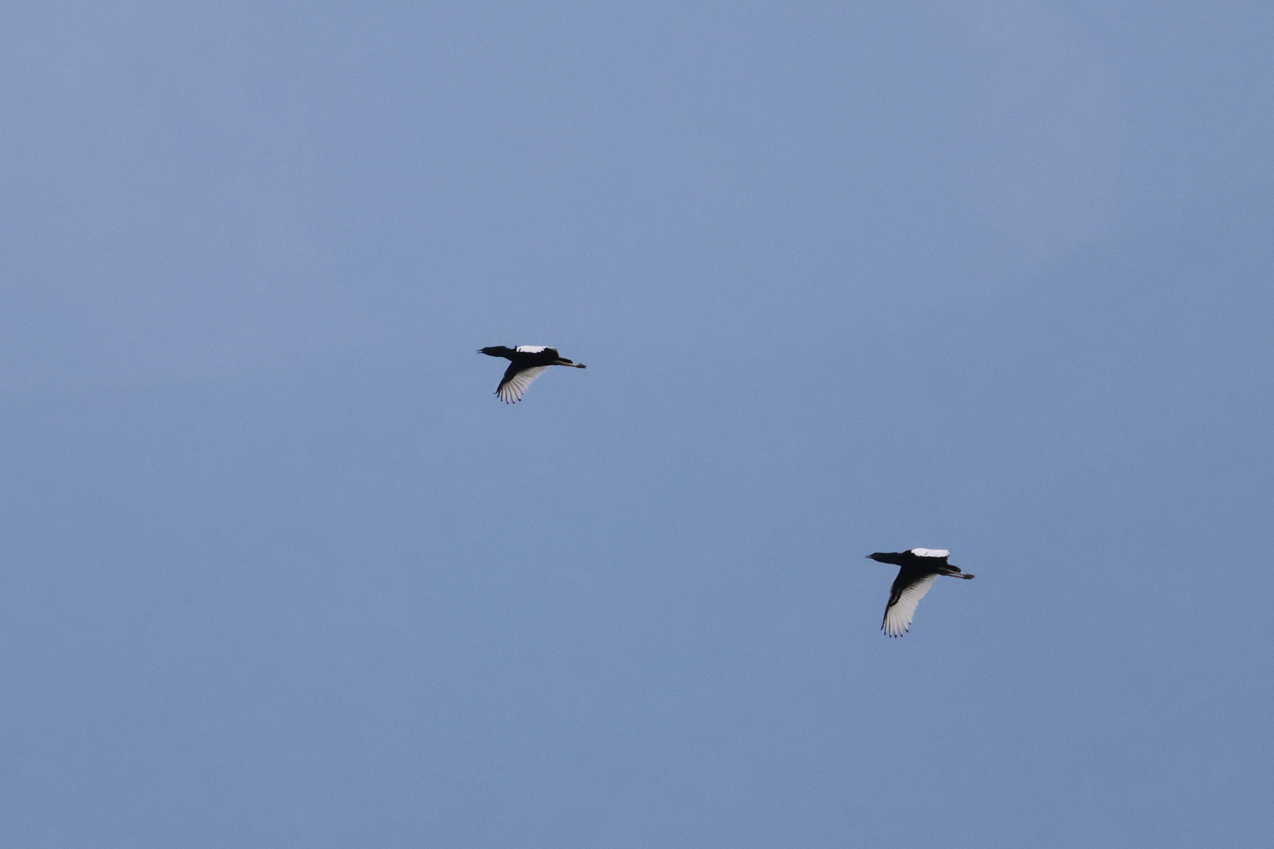 Bengal Floricans (image by Hannu Jännes)