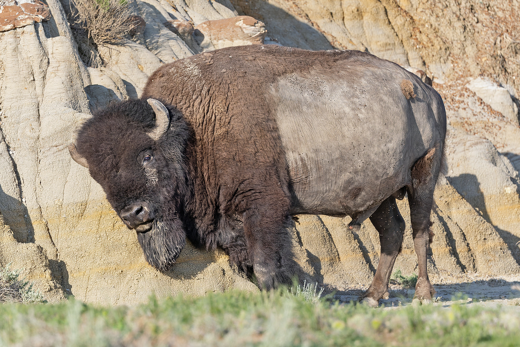 American Bison (image by Pete Morris)