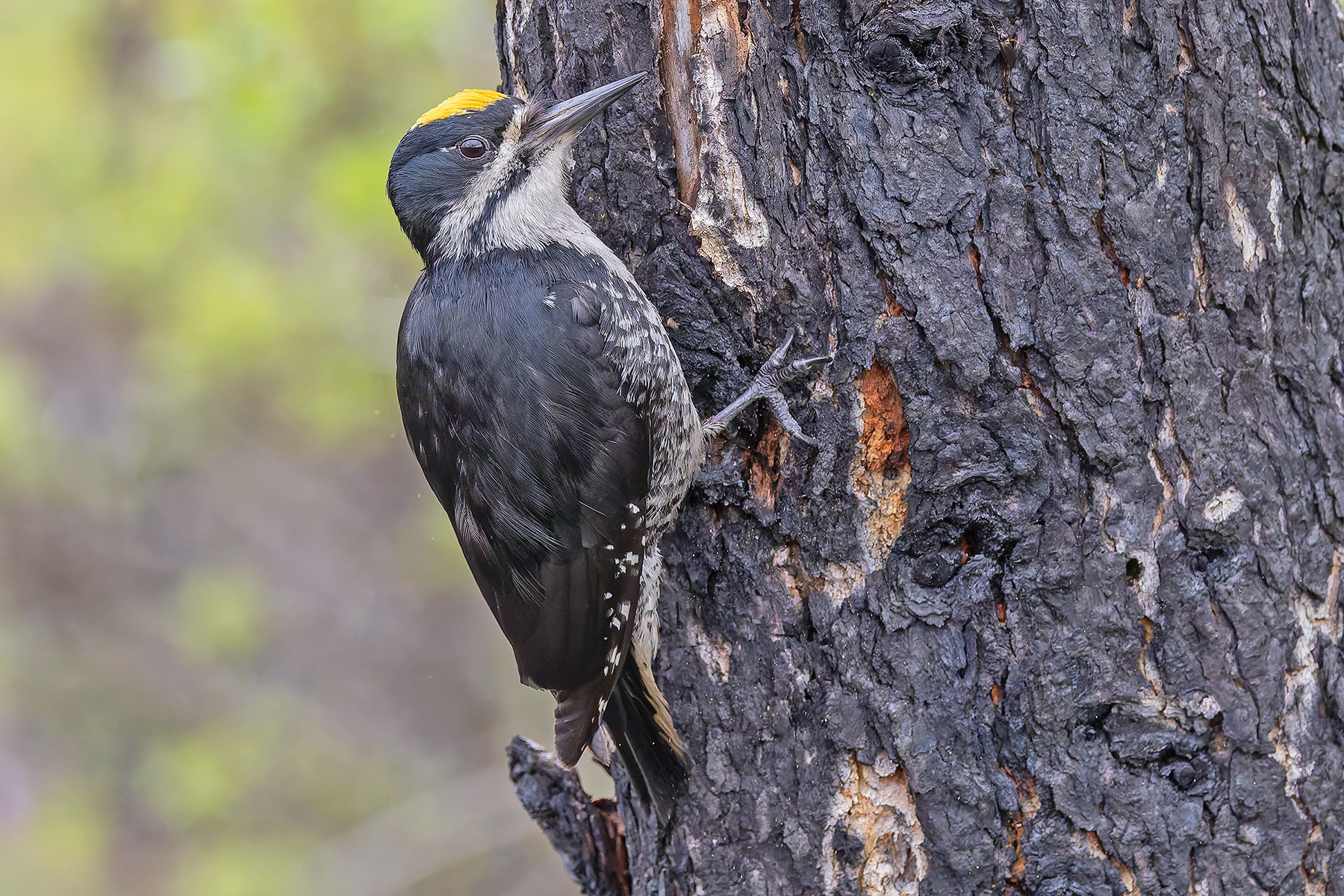 Black-backed Woodpecker (image by Pete Morris)